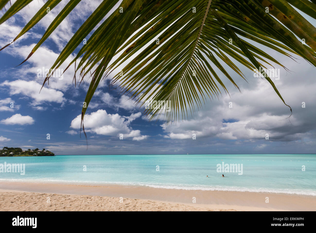 Une branche de palmier s'avance dans la mer des Caraïbes sur la plage de Valley Church l'un des moins connus plages des Caraïbes, Antigua Banque D'Images