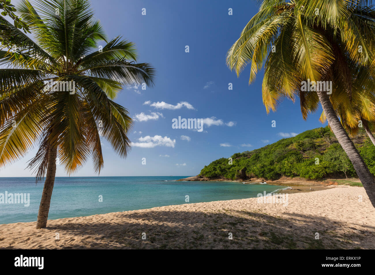 Palmiers prospérer sur la belle plage de tortue imbriquée qui abrite l'un des plus luxueux resorts dans les Caraïbes, Antigua Banque D'Images