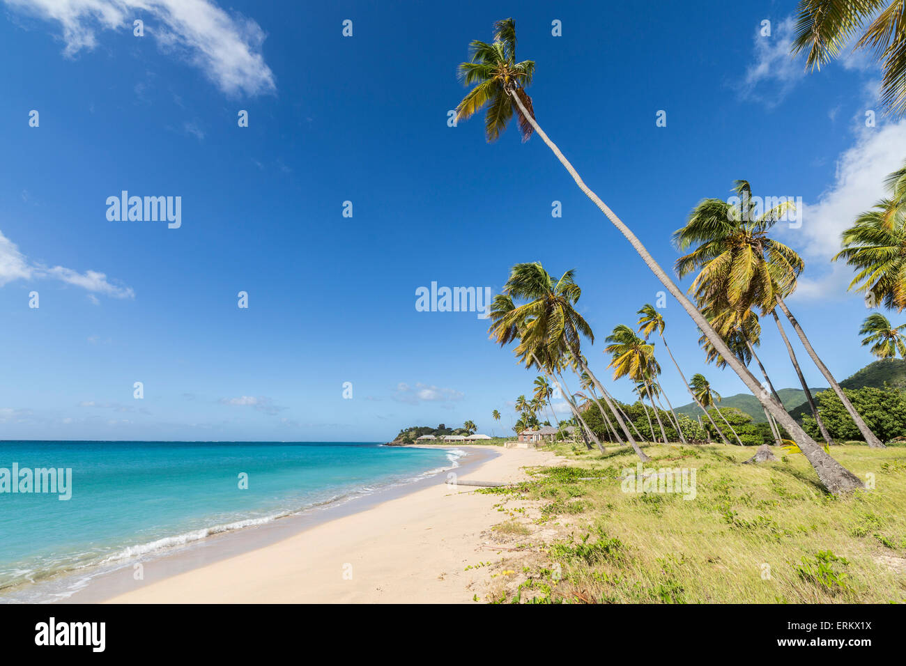 Les cocotiers qui s'étend vers la mer des Caraïbes près de Carlisle Bay. Antigua, les îles sous le vent, Antilles, Caraïbes Banque D'Images