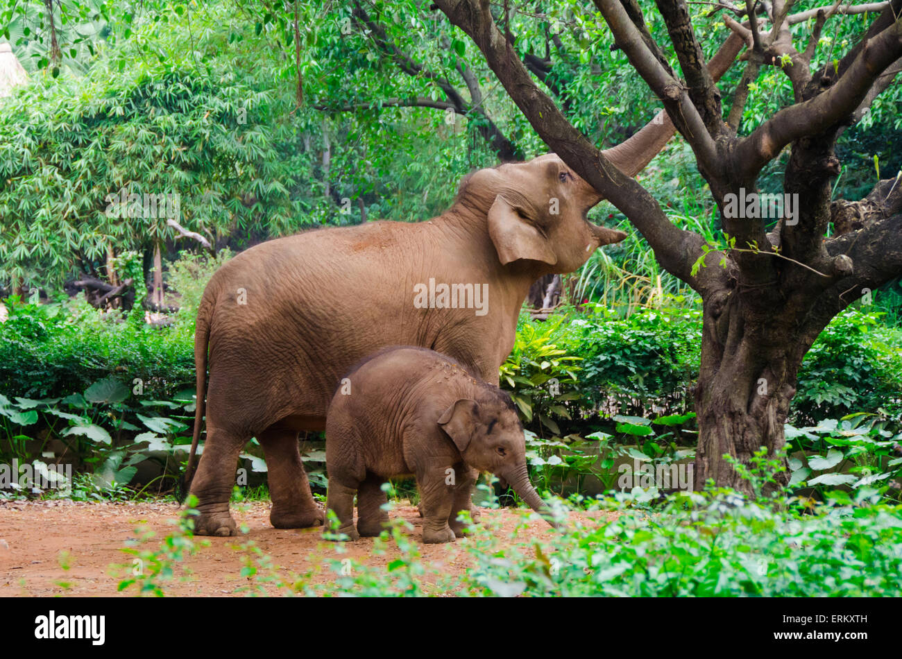 Elephant family eating - mère et petit bébé en milieu tropical Banque D'Images