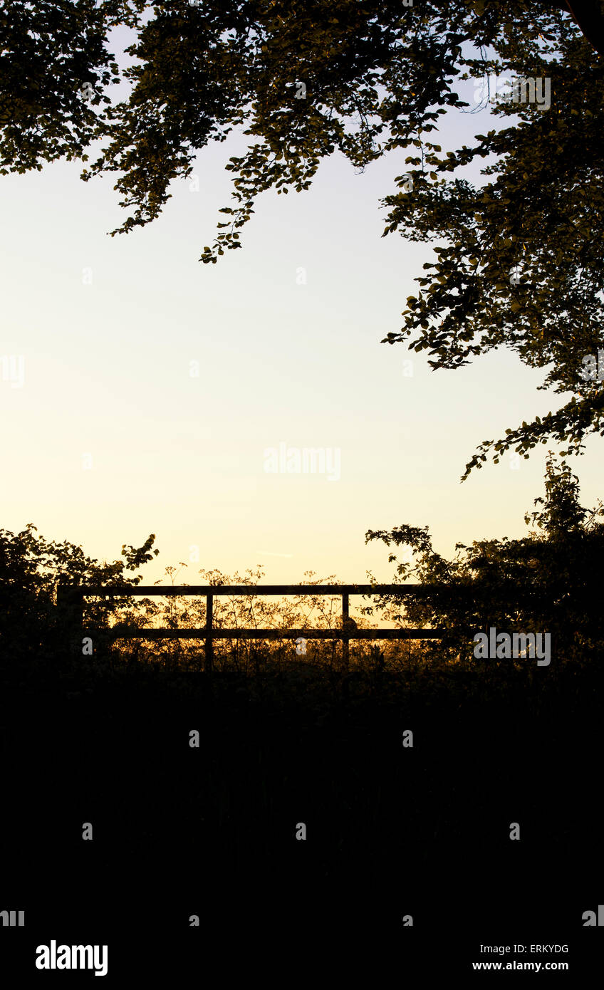 Silhouette Rural gate, arbres et cow parsley au lever du soleil dans la campagne des Cotswolds. UK Banque D'Images