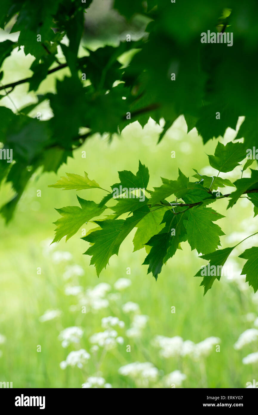 Sorbus torminalis. Détail feuille arbre service sauvages au printemps. UK Banque D'Images