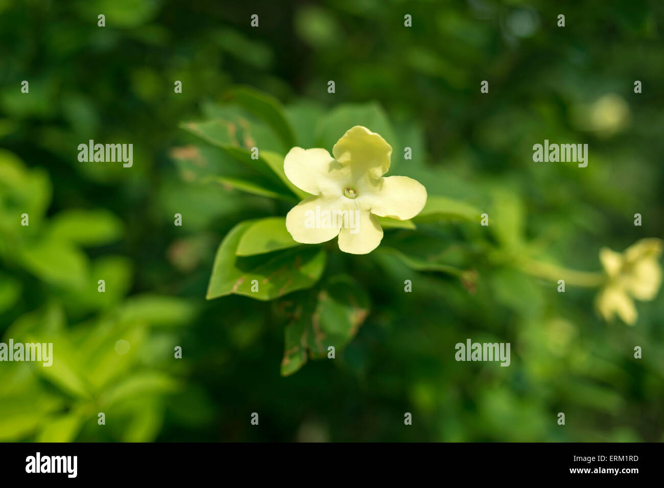 Jasmin de nuit plante avec l'accent sur fleur Banque D'Images Jasmin de nuit plante avec l'accent sur fleur Banque D'Images