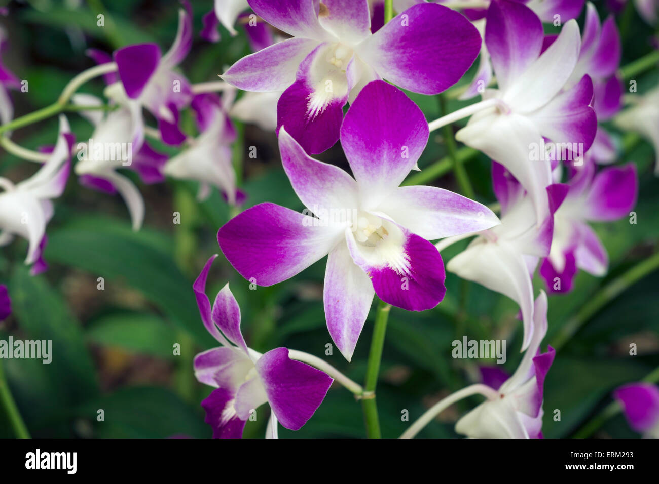 Bright colorful fleurs d'orchidées dans le jardin Botanique de Singapour avec l'accent sur l'une centrale Banque D'Images Bright colorful fleurs d'orchidées dans le jardin Botanique de Singapour avec l'accent sur l'une centrale Banque D'Images