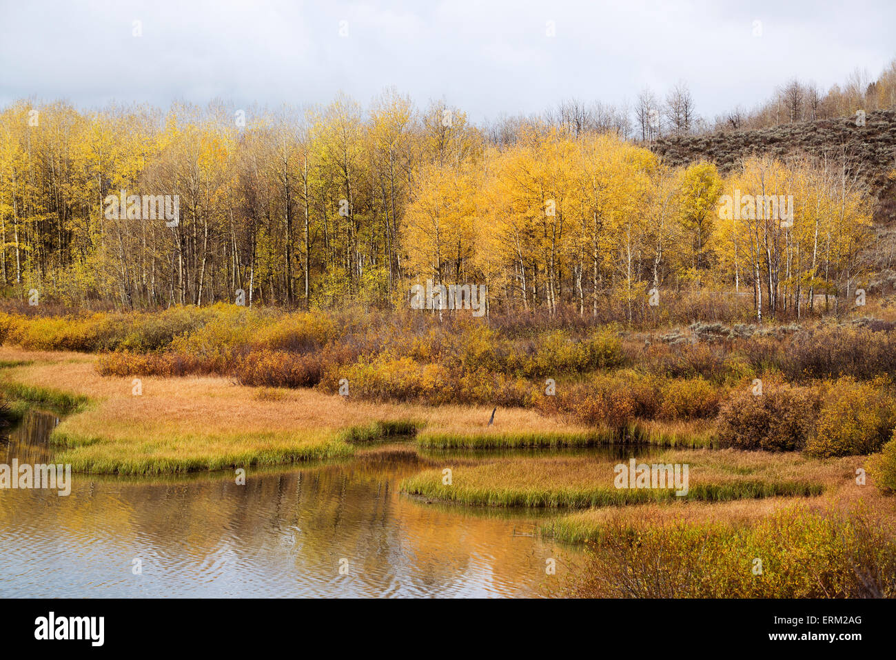 Arbres en automne les couleurs sur les rives d'un fleuve Banque D'Images