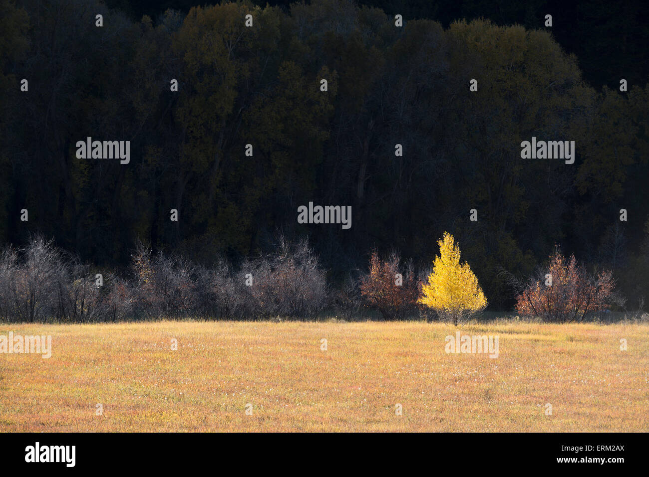 Un seul arbre tremble feuille d'automne en couleurs sur un fond noir. Banque D'Images