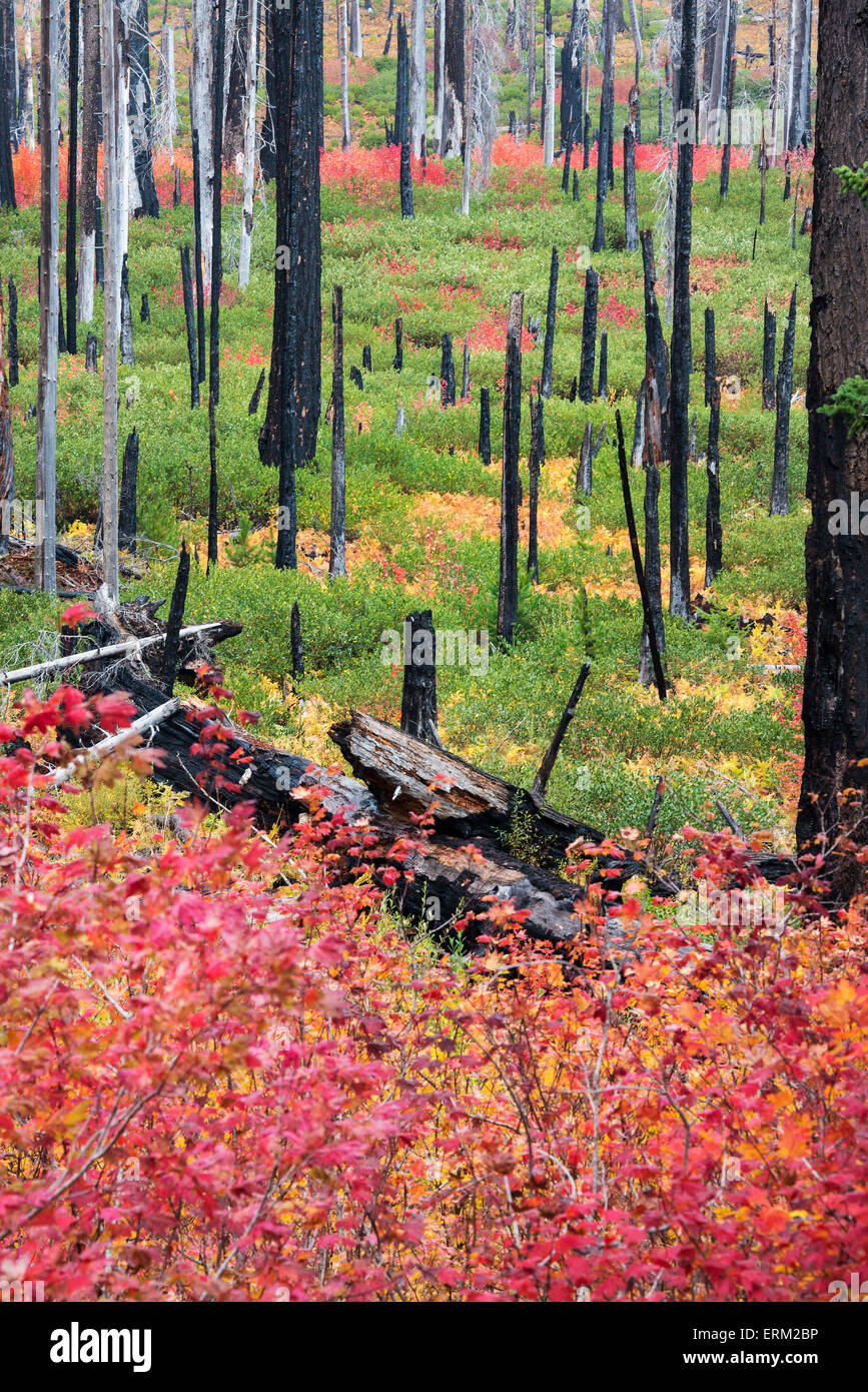 Les souches d'arbres calcinés et dynamique la nouvelle croissance, rouge et vert et des plantes dans la forêt après un incendie. Banque D'Images