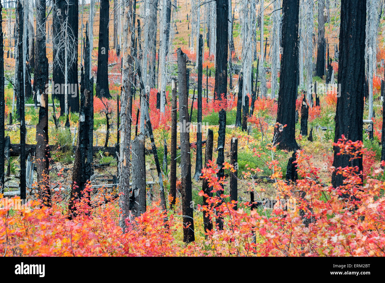 Les souches d'arbres calcinés et dynamique la nouvelle croissance, rouge et vert et des plantes dans la forêt après un incendie. Banque D'Images
