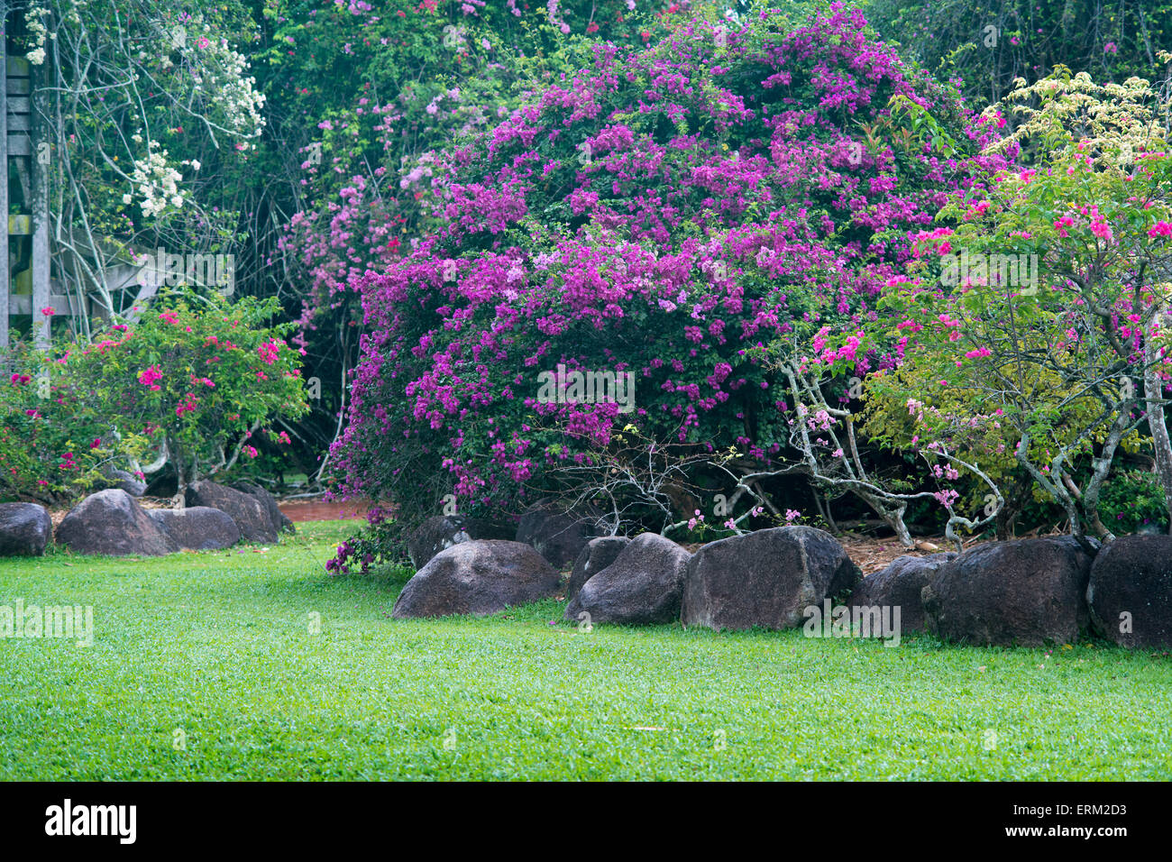 Pré Vert avec différentes plantes en fleurs dans le jardin Botanique de Singapour Banque D'Images Pré Vert avec différentes plantes en fleurs dans le jardin Botanique de Singapour Banque D'Images