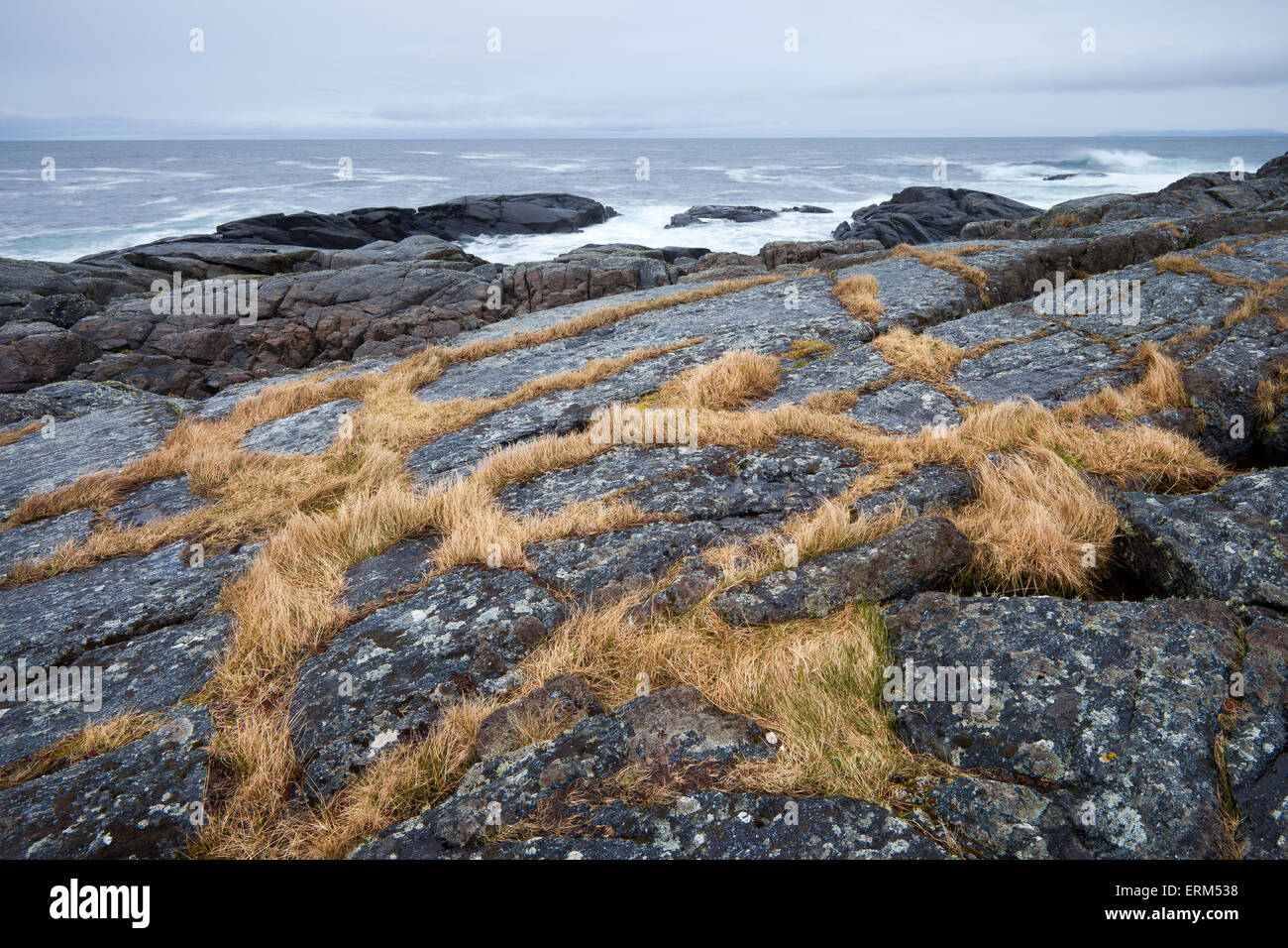 Formations d'herbe sur une dalle à Runde island dans Herøy kommune, Møre og Romsdal fylke, la Norvège. Banque D'Images