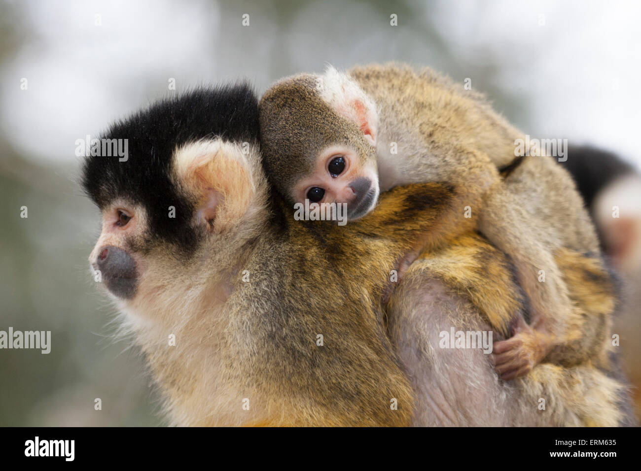 Bolivien A Capuchon Noir Singe Ecureuil Mere Et Bebe Portant Bebe Sur Son Dos Saimiri Boliviensis Gros Plan Photo Stock Alamy