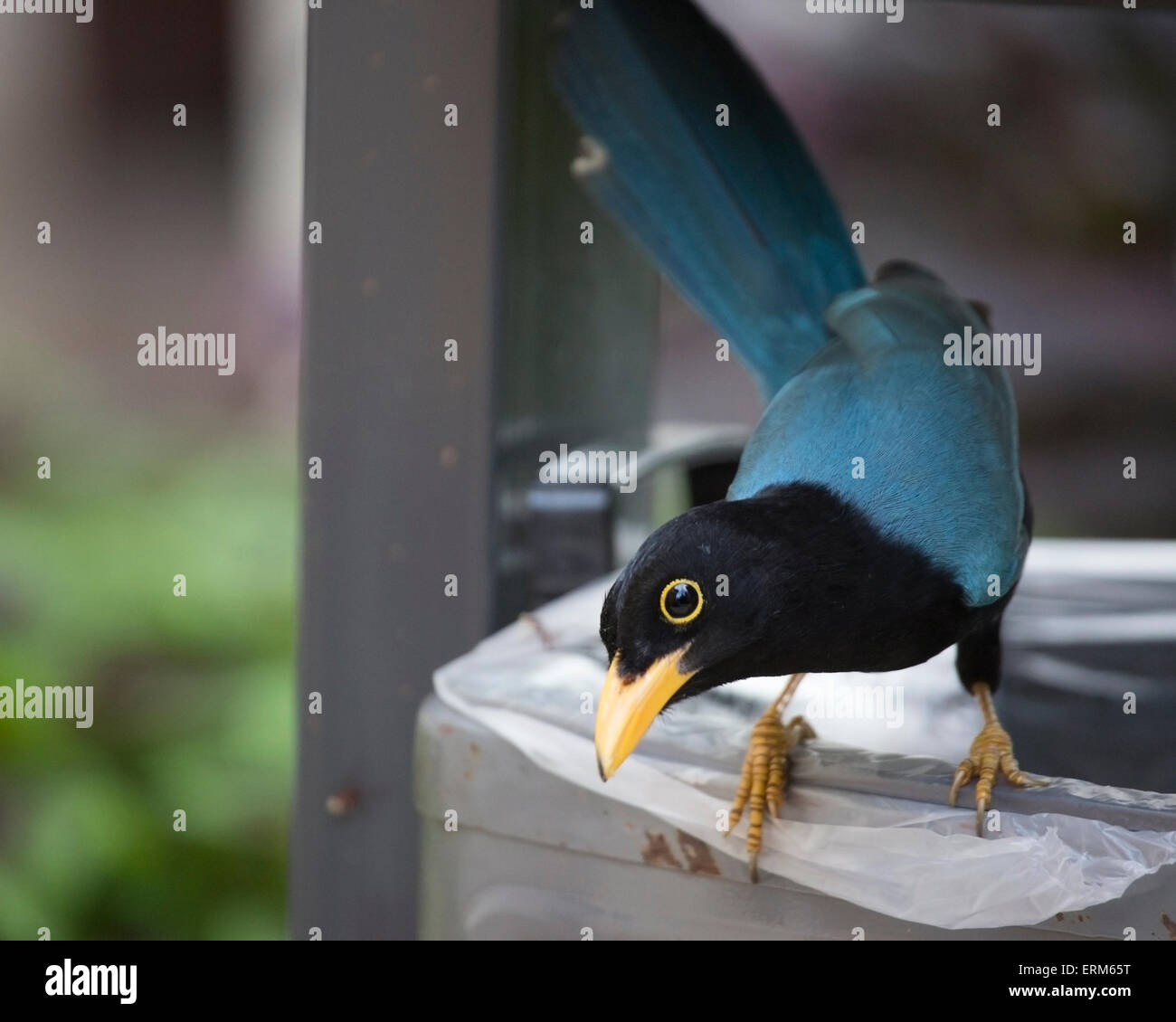 Jeune oiseau de Yucatan jay (Cyanocorax yucatanicus) perché sur une poubelle. Banque D'Images