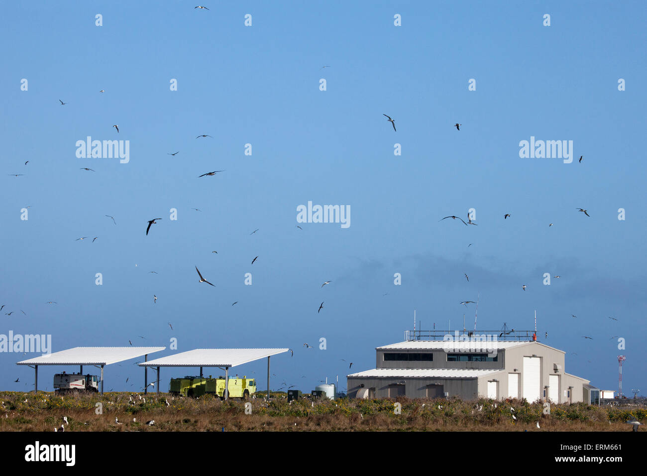 Laysan Albatros Survolent L'Aéroport De L'Atoll De Midway, Henderson Field Banque D'Images