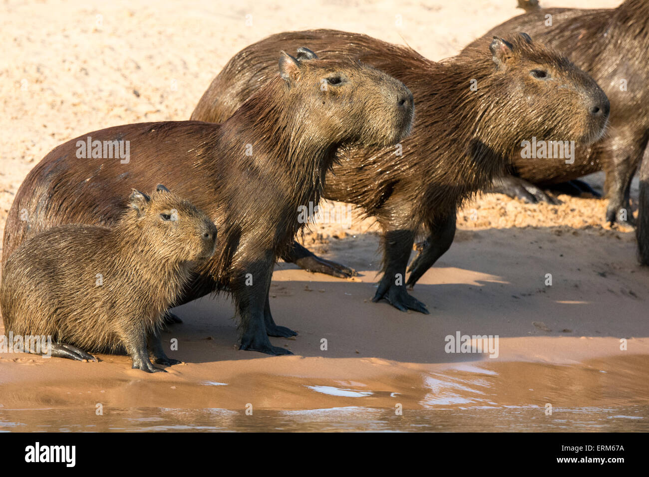 Famille de capybaras, Hydrochaeris hydrochaeris sauvages, sur le bord d'une rivière dans le Pantanal, Brésil, Amérique du Sud Banque D'Images