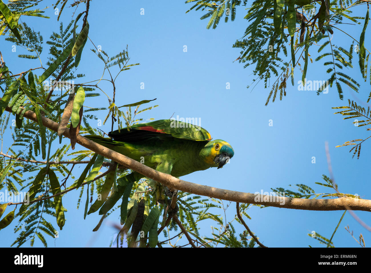 À la façade bleu sauvages Amazon Parrot, Amazona aestiva, perché sur la branche d'un arbre dans le Pantanal, Mato Grosso, Brésil Banque D'Images