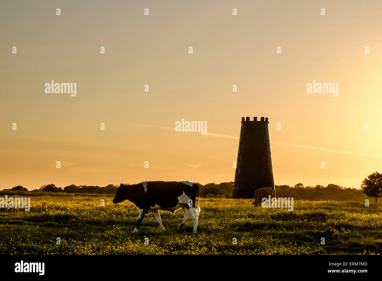 Le pâturage du bétail au coucher du soleil sur Beverley Westwood avec moulin noir en arrière-plan. Banque D'Images