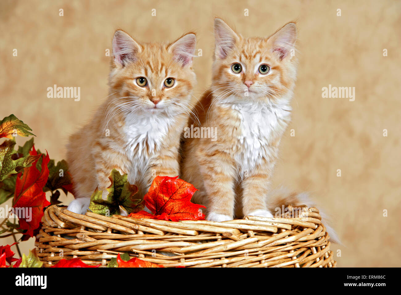 Deux gingembre tabby kitten assis ensemble à panier Banque D'Images