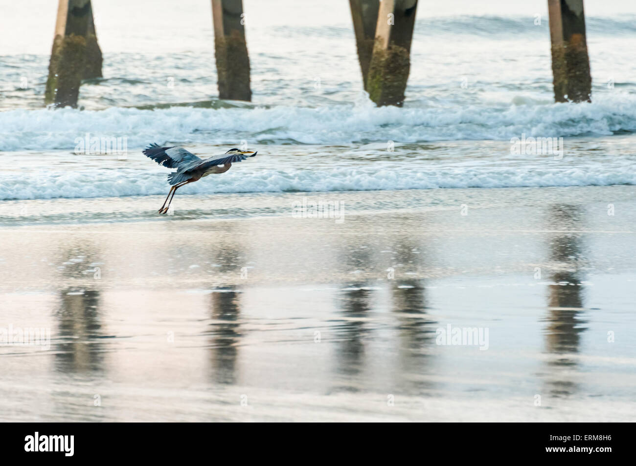 Un héron prend son envol le long du rivage à Jacksonville Beach, en Floride. Banque D'Images