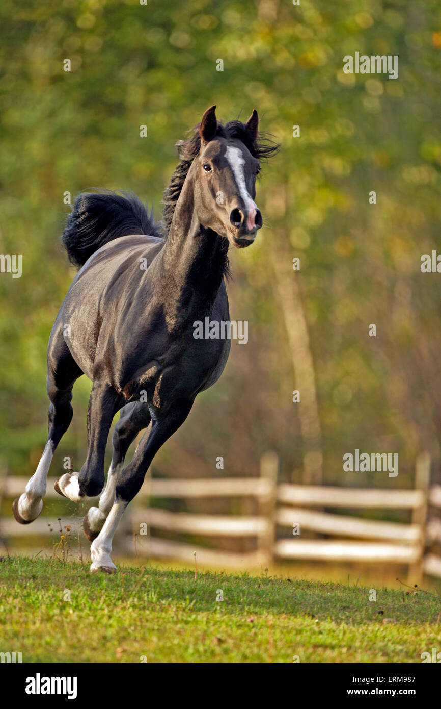 Étalon arabe noir galopant au pâturage Banque D'Images
