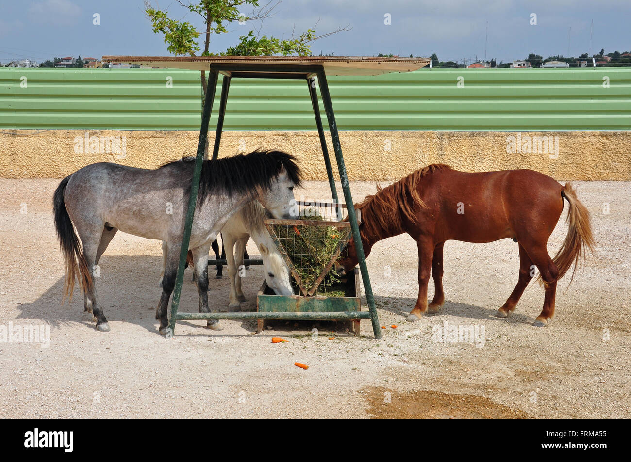 Les chevaux de Skyros poney sauvage de l'alimentation du chargeur de foin. Banque D'Images