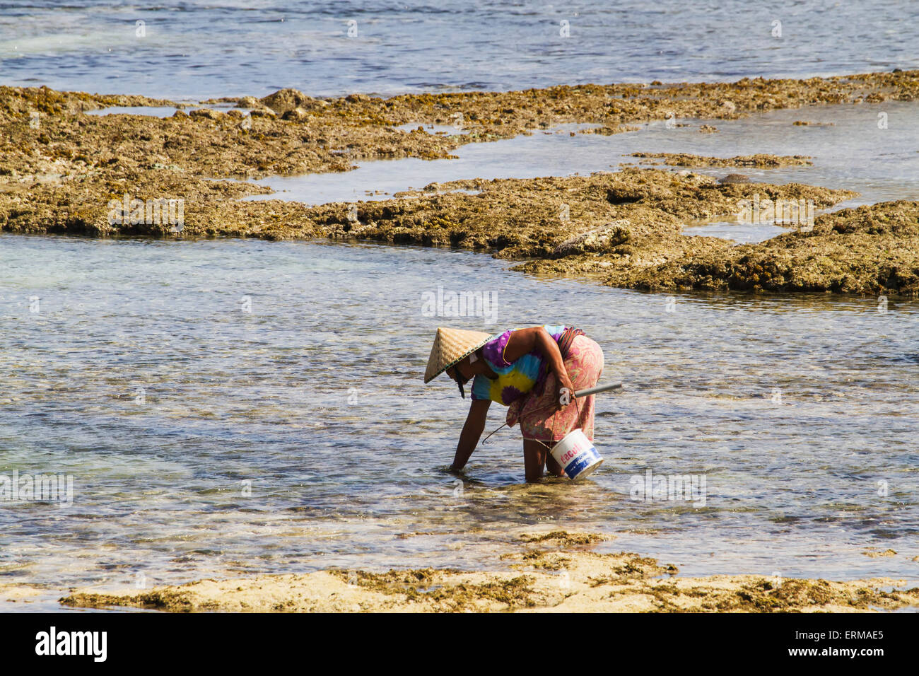 Cueillette de mollusques sur l'homme de la plage de Kuta, Lombok, Nusa Tenggara Ouest, Indonésie Banque D'Images