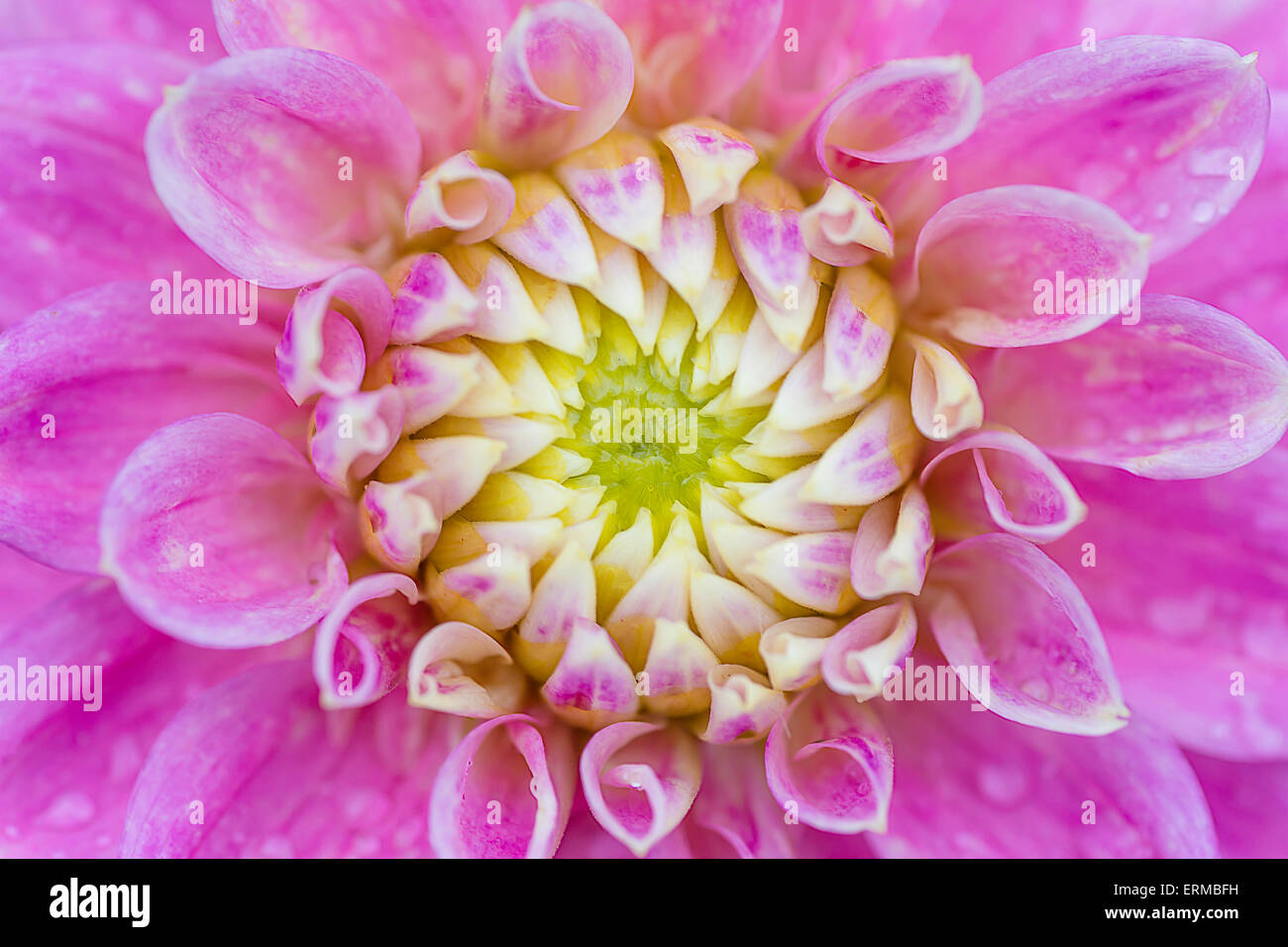 Close up photo d'un dahlia rose. Banque D'Images