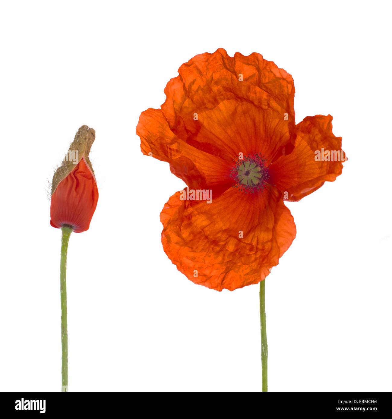 Flanders poppy et bud, studio isolated over white. Papaver rhoeas. Banque D'Images