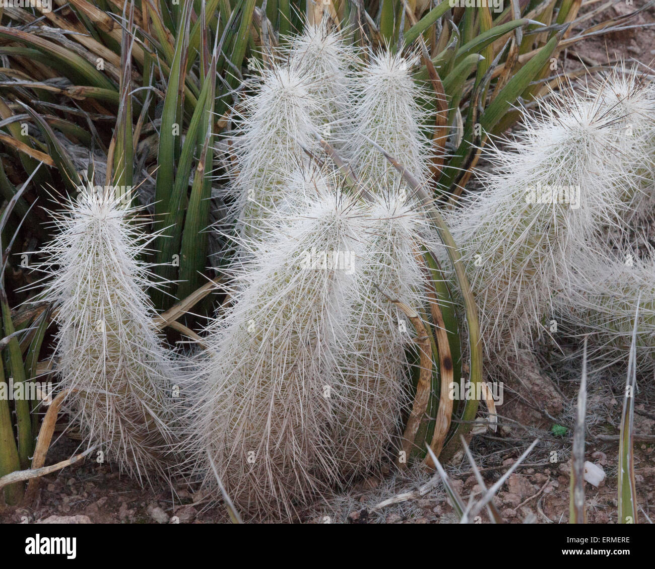 Longues épines Cactus Banque D'Images