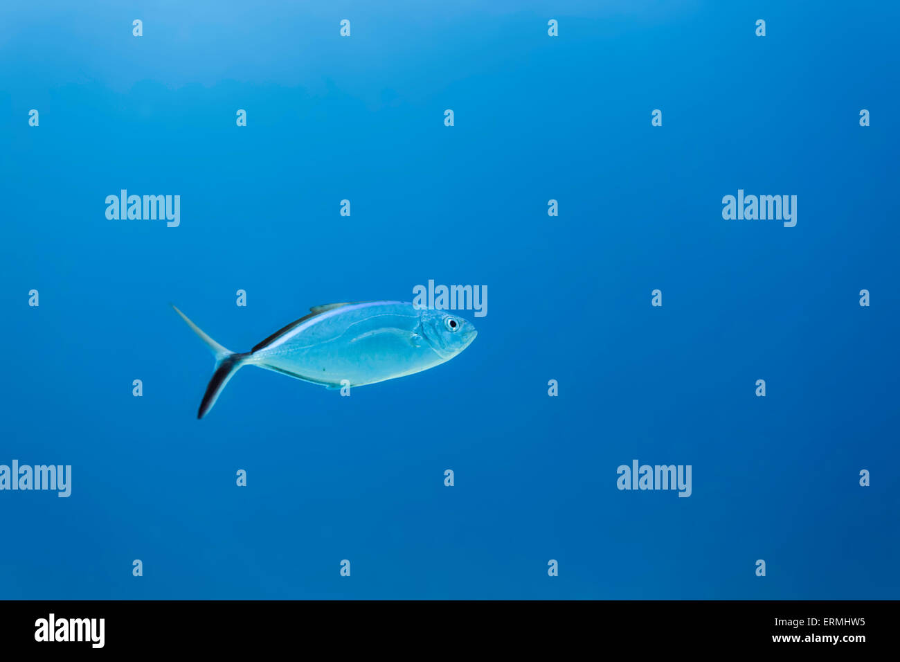 Close up of single silver fish swimming in océan bleu clair Banque D'Images