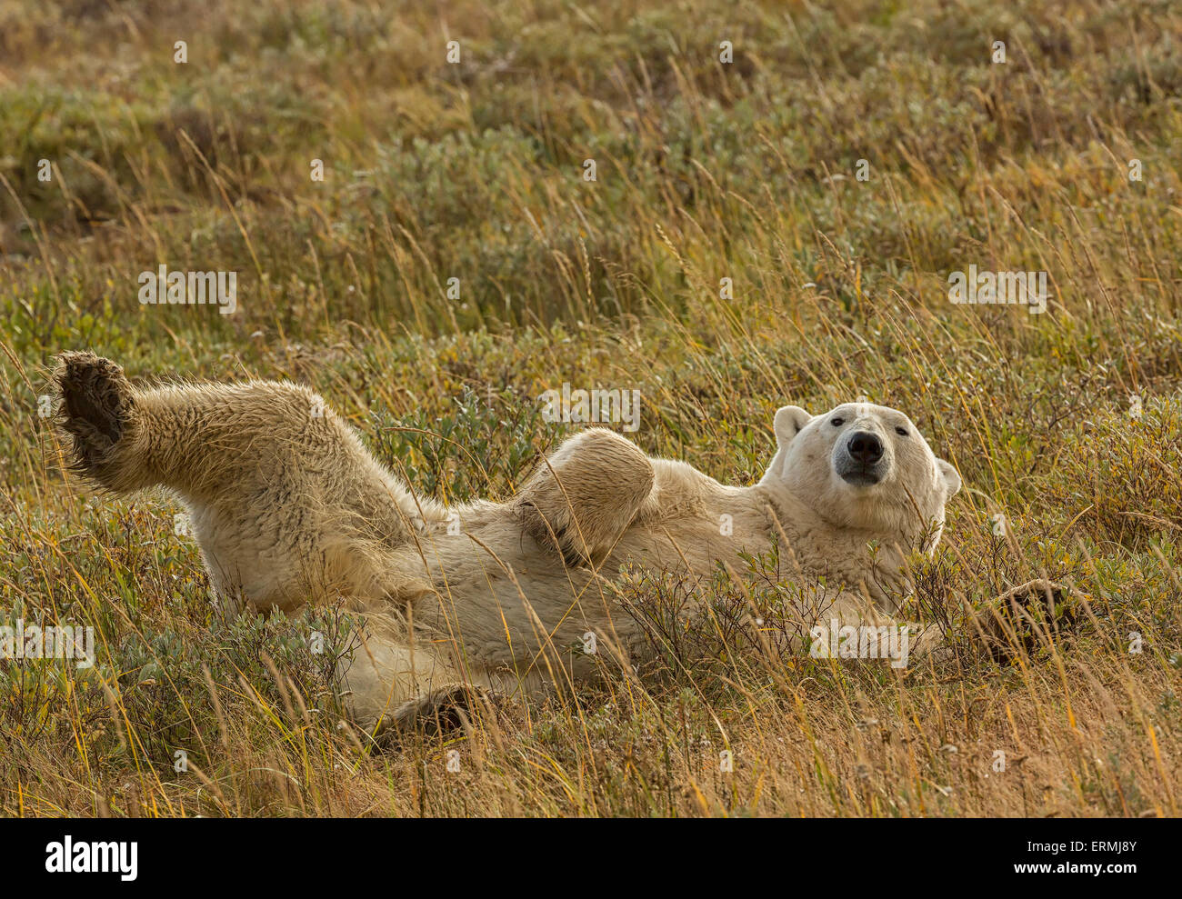 L'ours polaire (Ursus maritimus) rouler dans l'herbe le long de la rive sud de la Baie d'Hudson ; Manitoba, Canada Banque D'Images