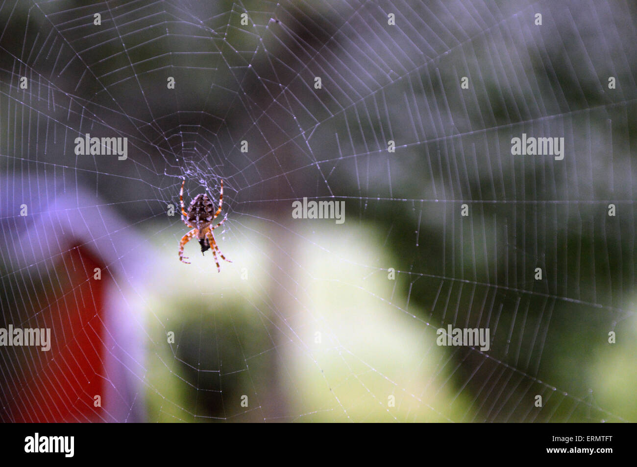 Une araignée orange dans un site web. Banque D'Images