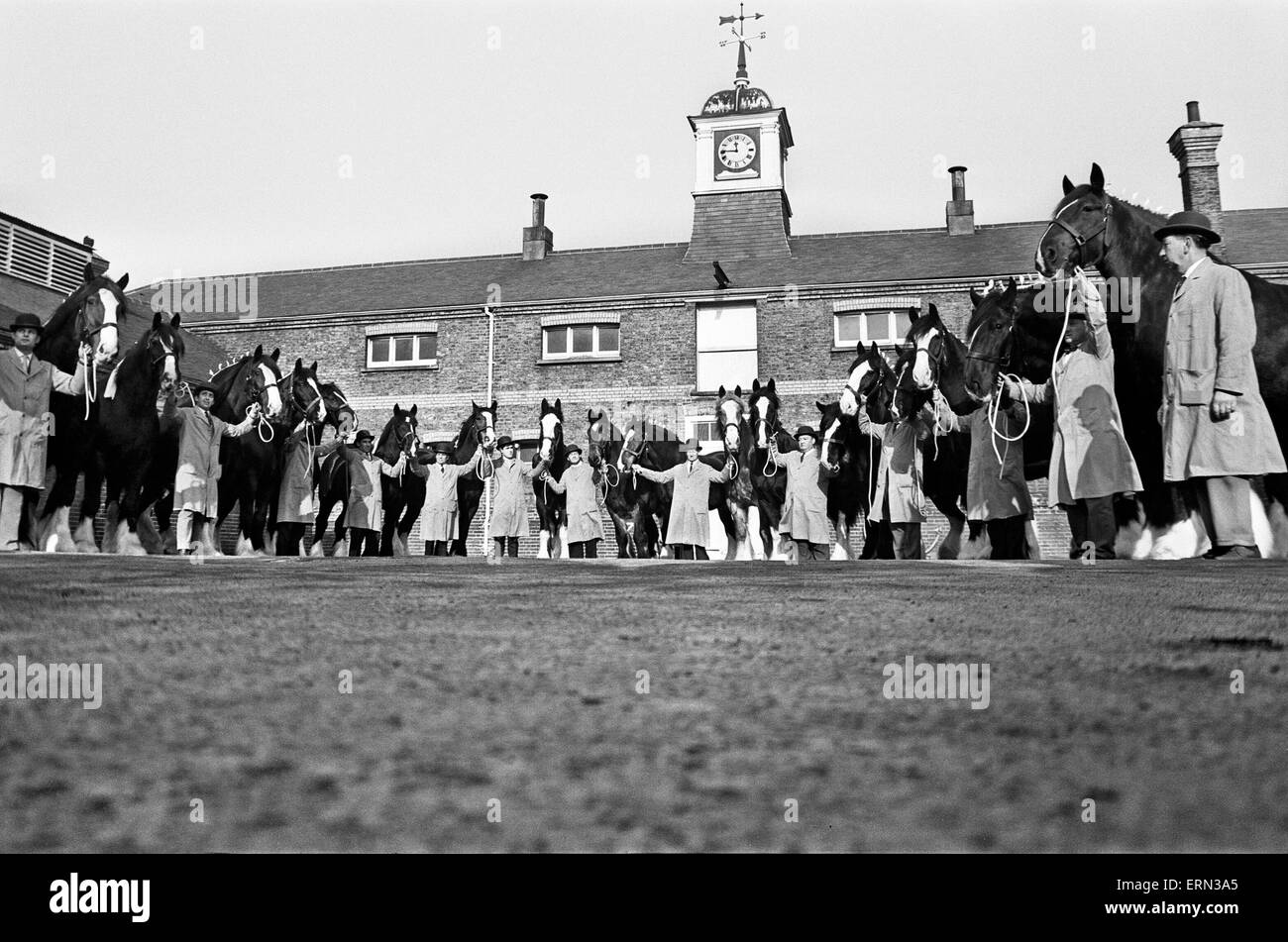 Les jeunes chevaux Shire's Brewery, le 12 février 1967. Banque D'Images