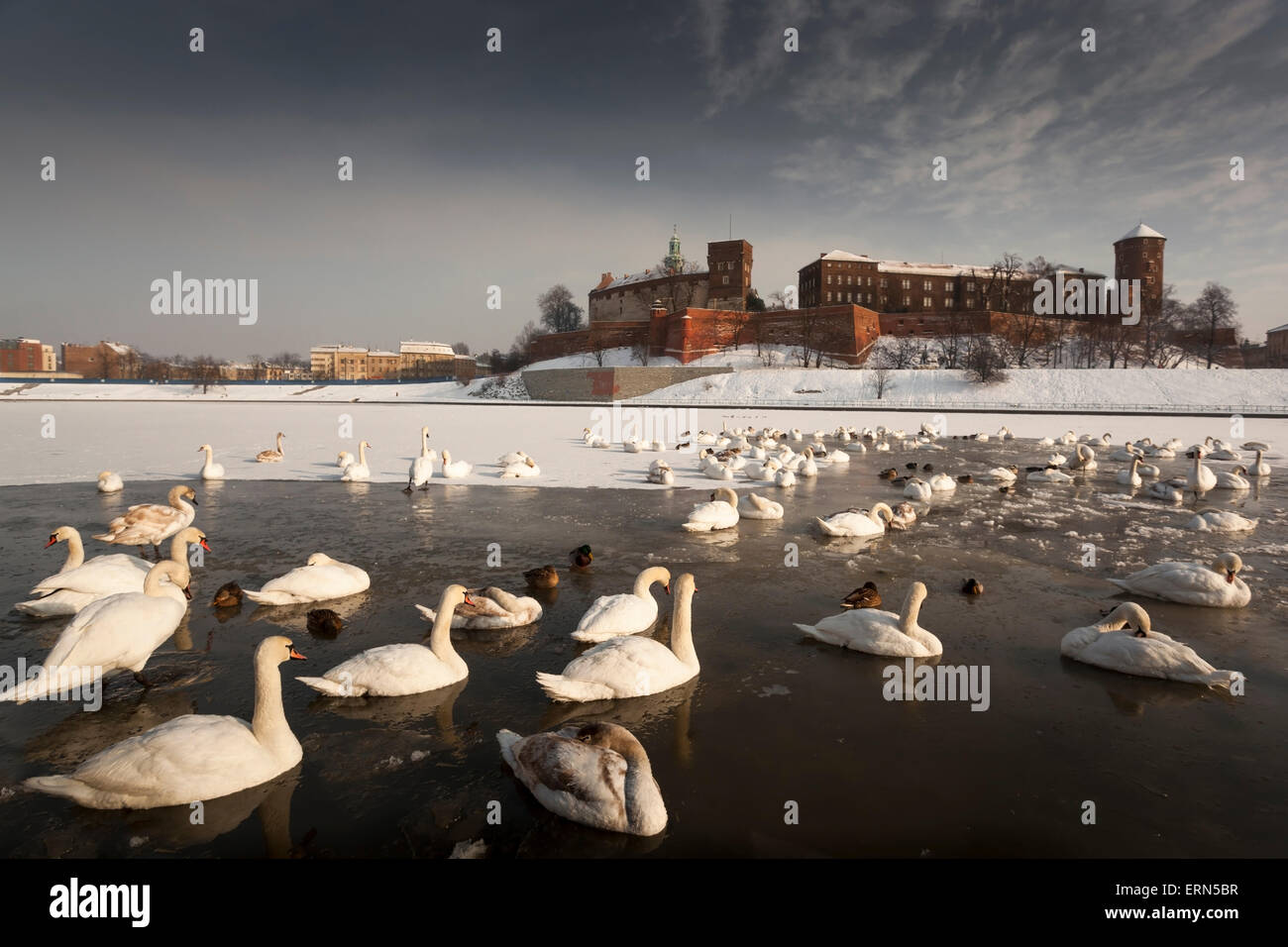 Château du Wawel - Monument de Cracovie - Cracovie dans un paysage d'hiver avec des cygnes - Polsih célèbre monument national - Vistule Banque D'Images