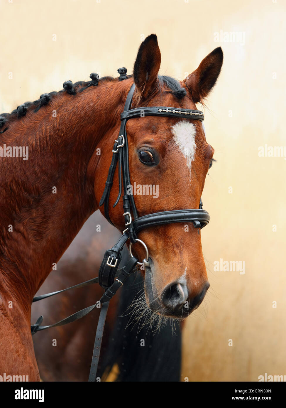 Cheval de dressage warmblood hollandais en stable Banque D'Images