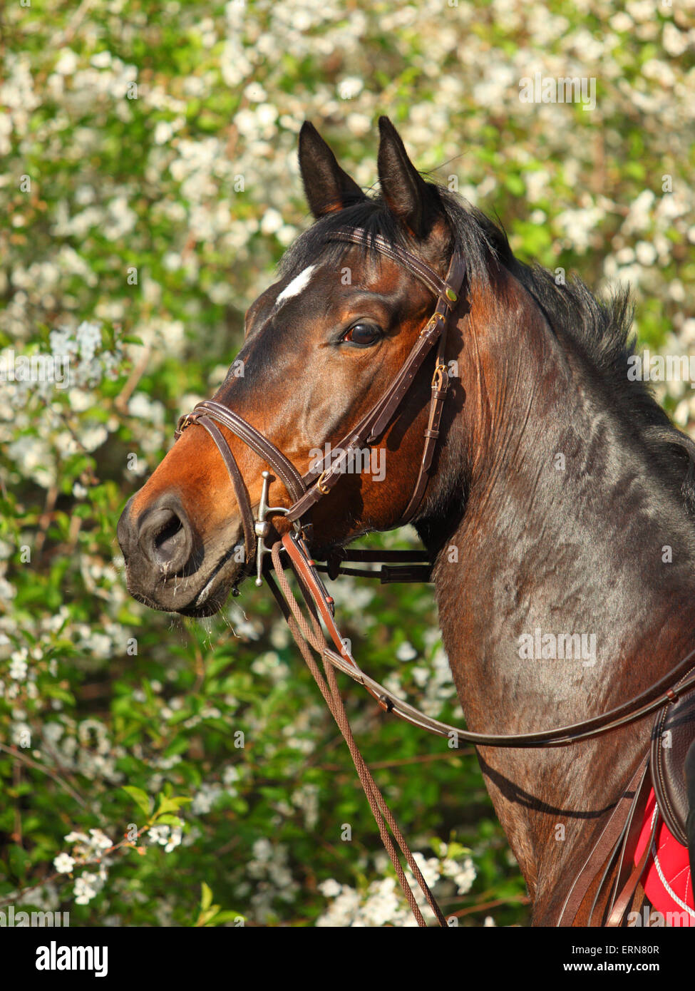 Portrait de cheval sur les cerisiers background Banque D'Images