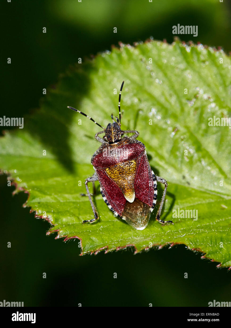 Prunelle Shield Bug (Dolycoris baccarum) Fairmile commun, ESHER, Surrey, Angleterre. Banque D'Images