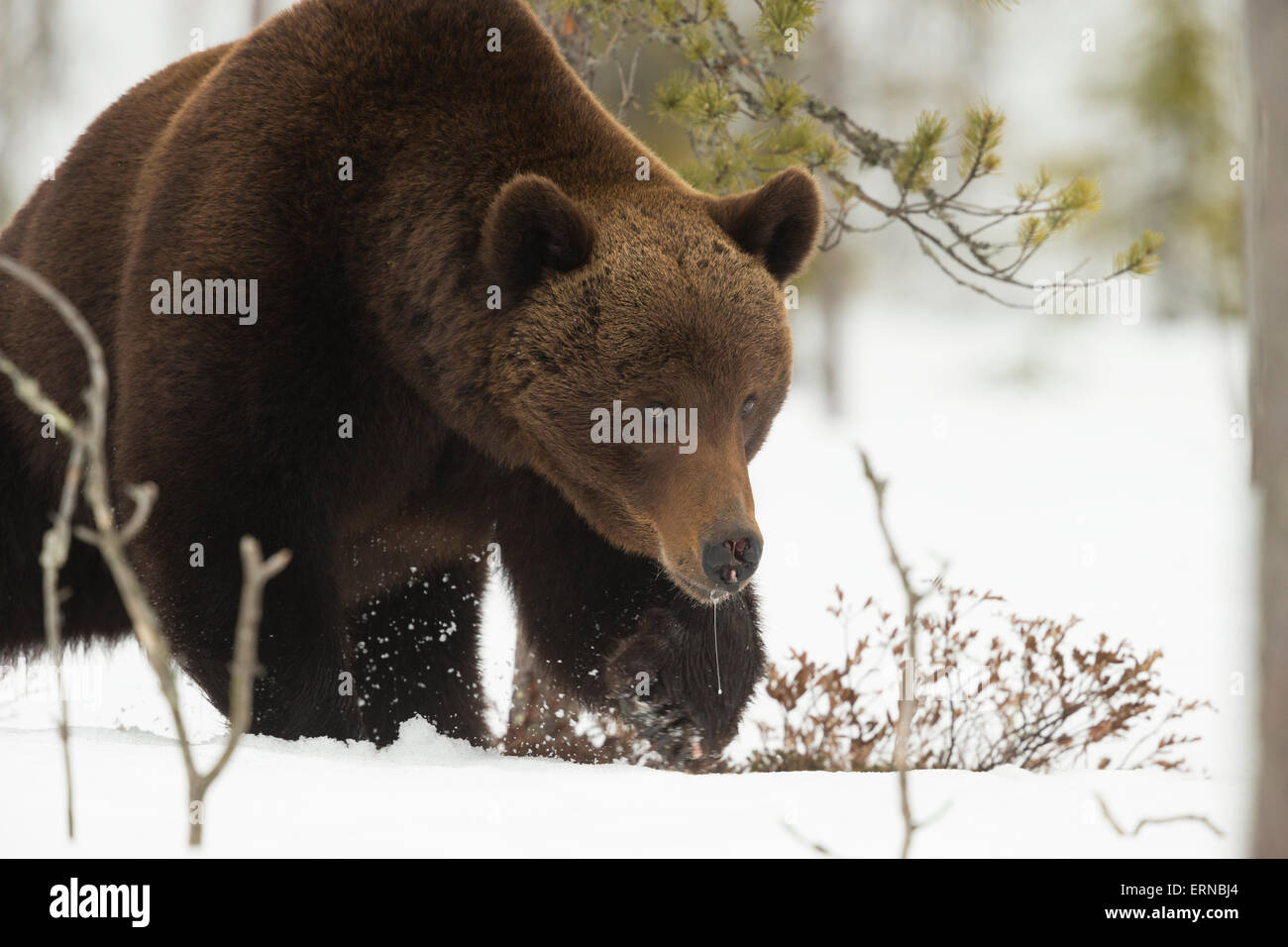 Eurasian Ours brun (Ursus arctos arctos), au cours de l'hiver, la Finlande. Banque D'Images