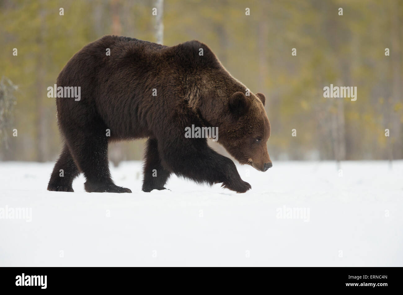 Eurasian ours brun (Ursus arctos arctos), au cours de l'hiver, la Finlande. Banque D'Images