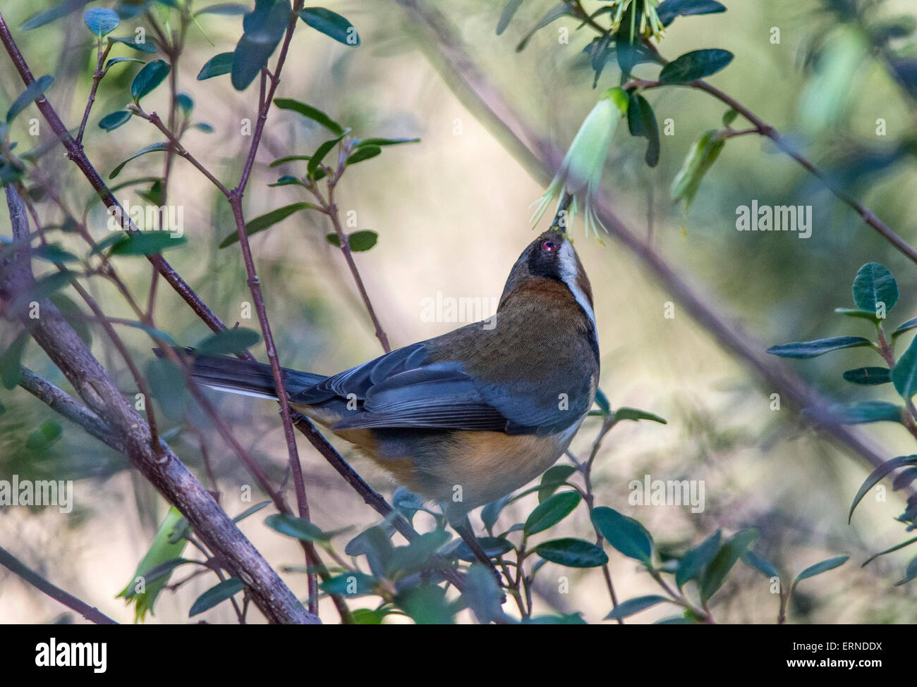 Spinebill orientale nectar sucer Banque D'Images