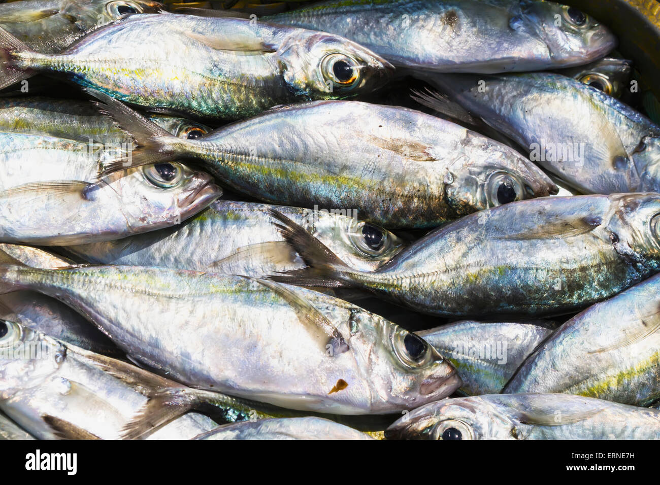 Poisson pour vente au marché de poissons de Paotere, Makassar (Ujung Pandang), du sud de Sulawesi, Indonésie Banque D'Images Poisson pour vente au marché de poissons de Paotere, Makassar (Ujung Pandang), du sud de Sulawesi, Indonésie Banque D'Images