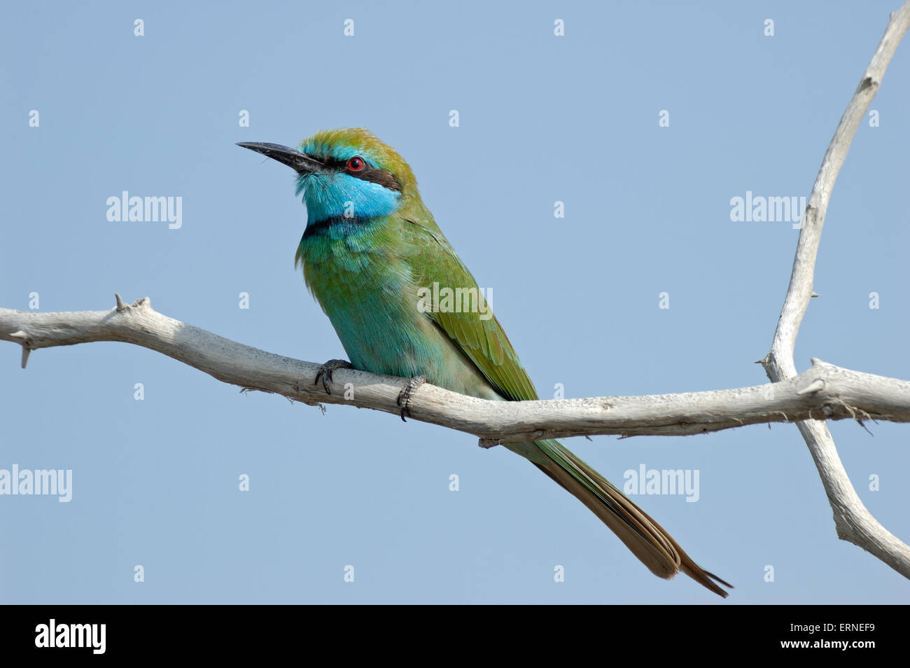 Perché Little Green Bee-eater dans l'émirat de Sharjah UAE de contre fond de ciel bleu Banque D'Images Perché Little Green Bee-eater dans l'émirat de Sharjah UAE de contre fond de ciel bleu Banque D'Images