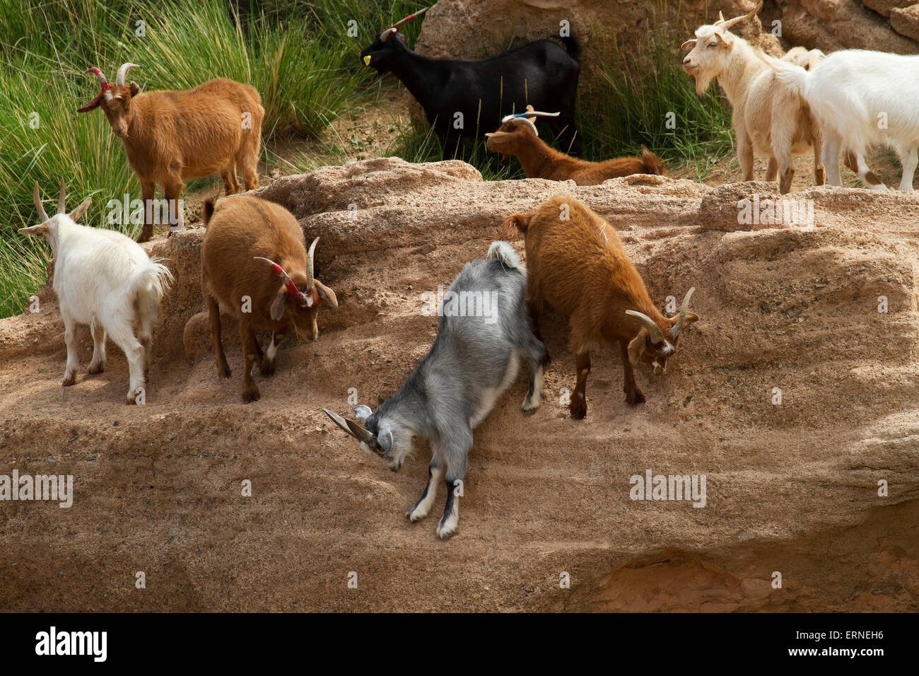 Les chèvres, Bulgan, Province Sud de Gobi, Mongolie Banque D'Images
