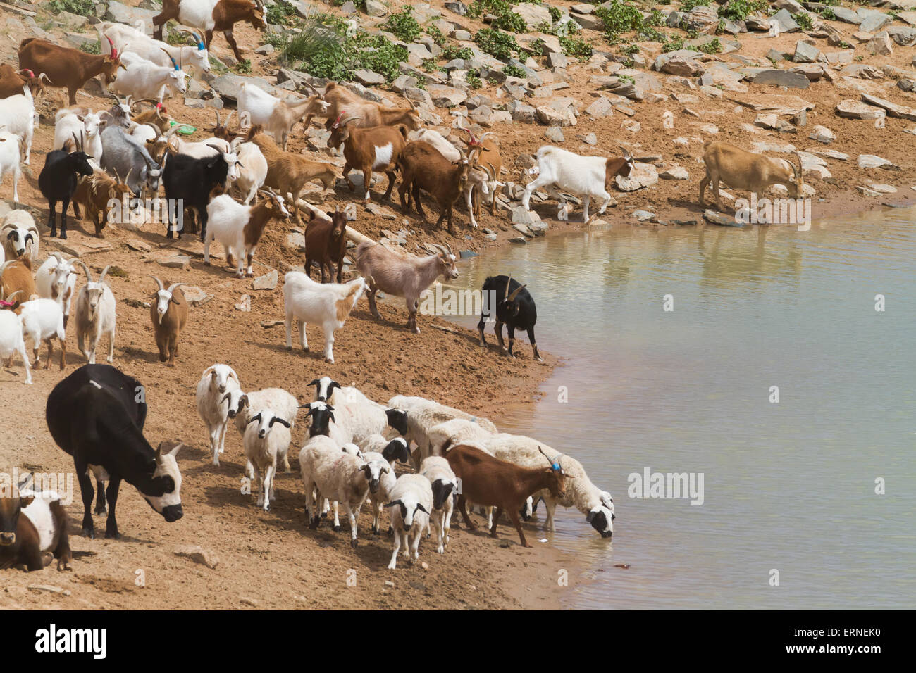 Les chèvres par le réservoir d'eau, Bulgan, Province Sud de Gobi, Mongolie Banque D'Images