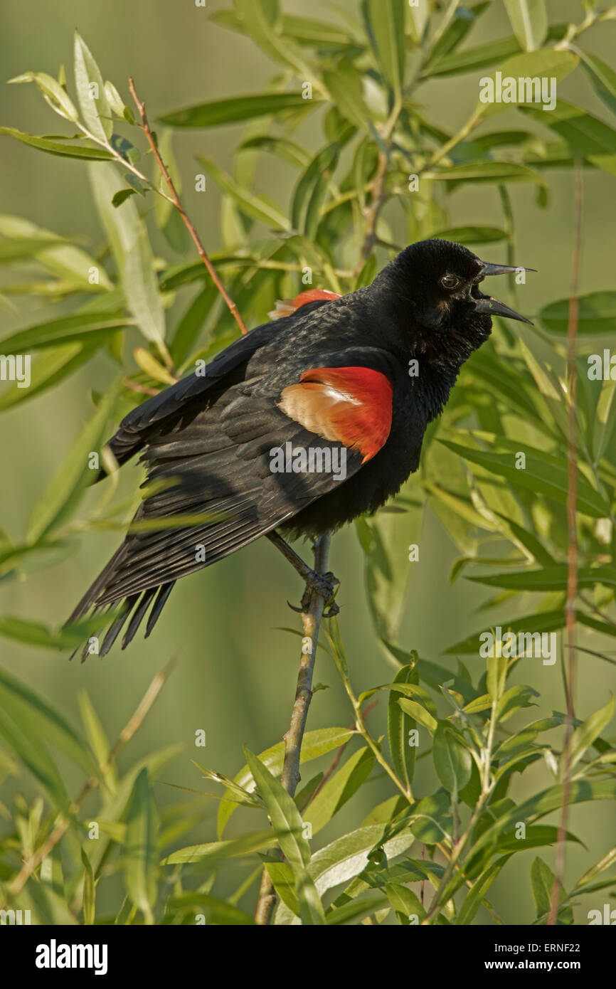 Carouge à épaulettes (Agelaius phoeniceus), Virginia Banque D'Images