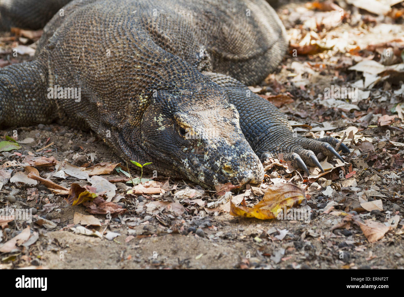 Dragon de Komodo Komodo ou moniteur (Varanus komodoensis) sur l'île de Komodo, le Parc National de Komodo, à l'Est de Nusa Tenggara, en Indonésie Banque D'Images Dragon de Komodo Komodo ou moniteur (Varanus komodoensis) sur l'île de Komodo, le Parc National de Komodo, à l'Est de Nusa Tenggara, en Indonésie Banque D'Images