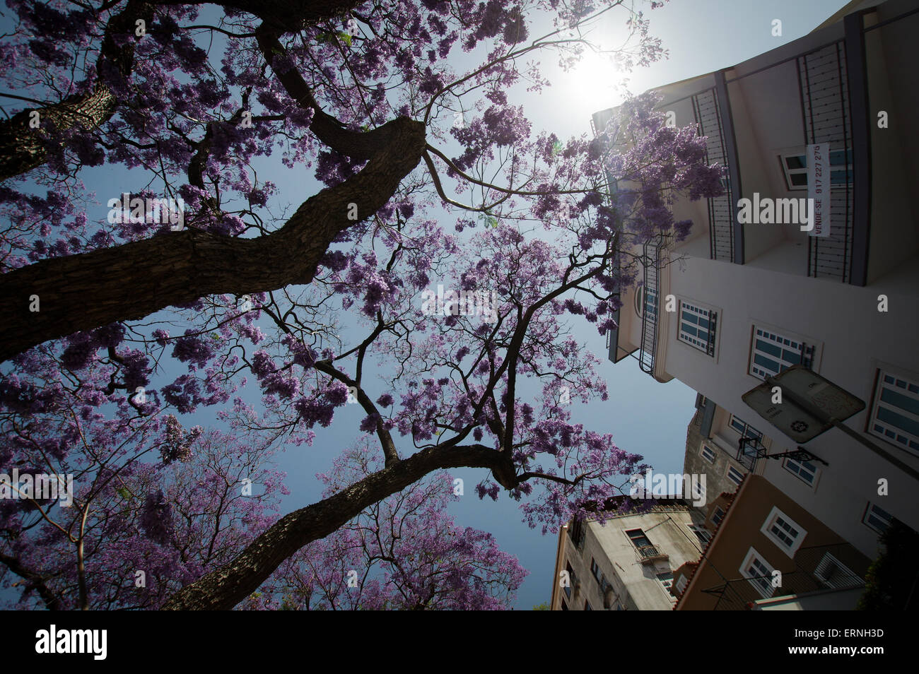 Jacaranda saison - Lisbonne, Portugal Banque D'Images