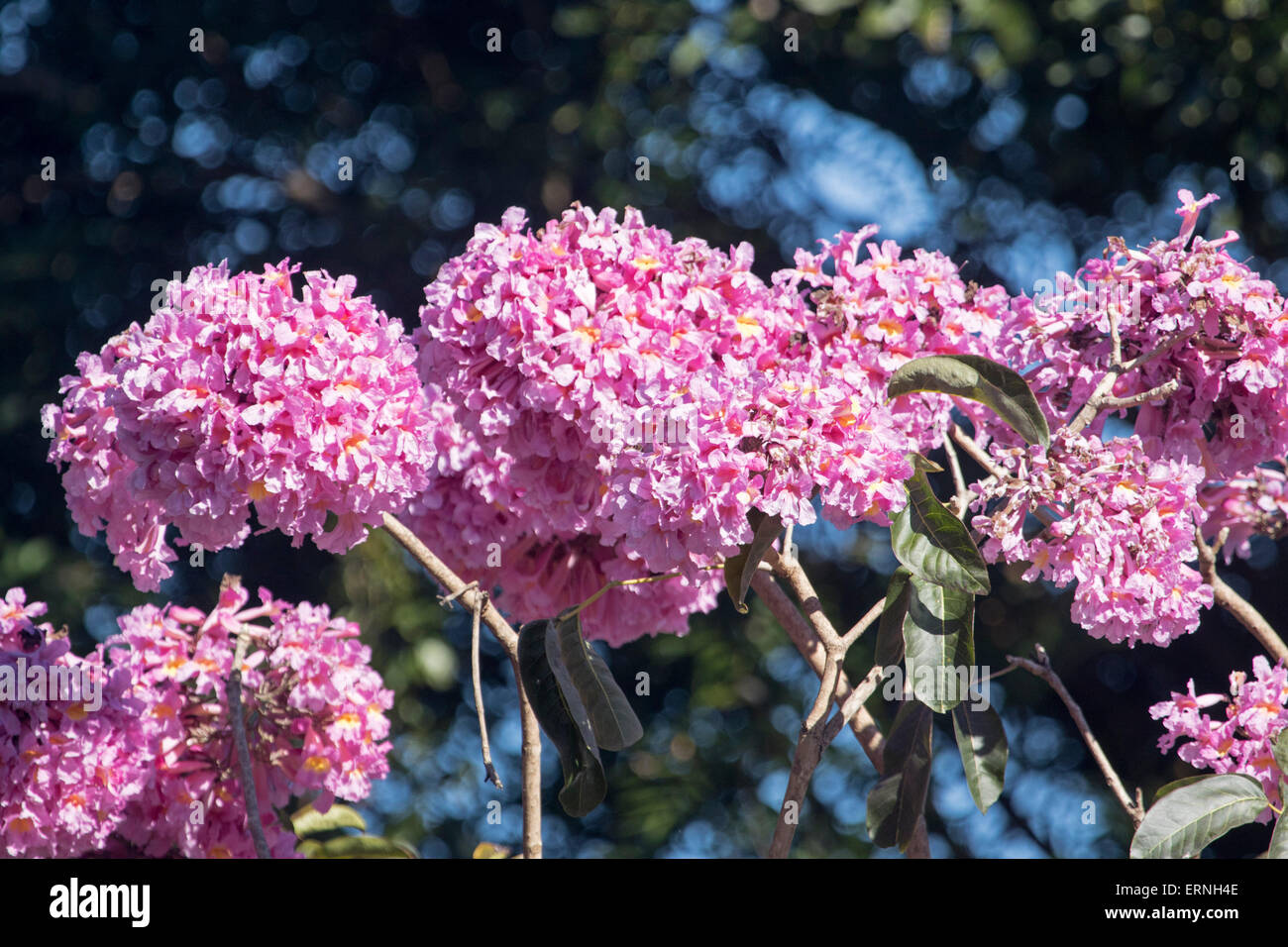 Les grandes grappes de fleurs rose vif de Tabebuia impetiginosa, arbre à trompettes roses, contre la lumière fond sombre en Australie Banque D'Images