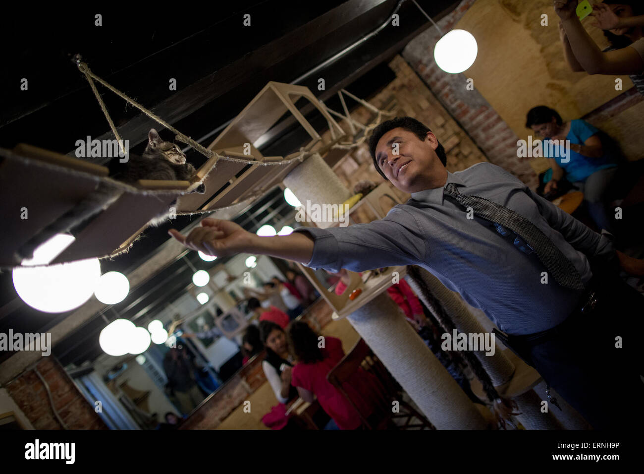 La ville de Mexico. 4 juin, 2015. Image prise le 4 juin 2015 montre un homme jouant avec un chat à l'intérieur du café 'La Gateria cat' dans la ville de Mexico, capitale du Mexique. The coffee store vise à promouvoir la coexistence entre les invités et les chats qui venaient de refuges et sont disponibles pour adoption. © Pedro Mera/Xinhua/Alamy Live News Banque D'Images