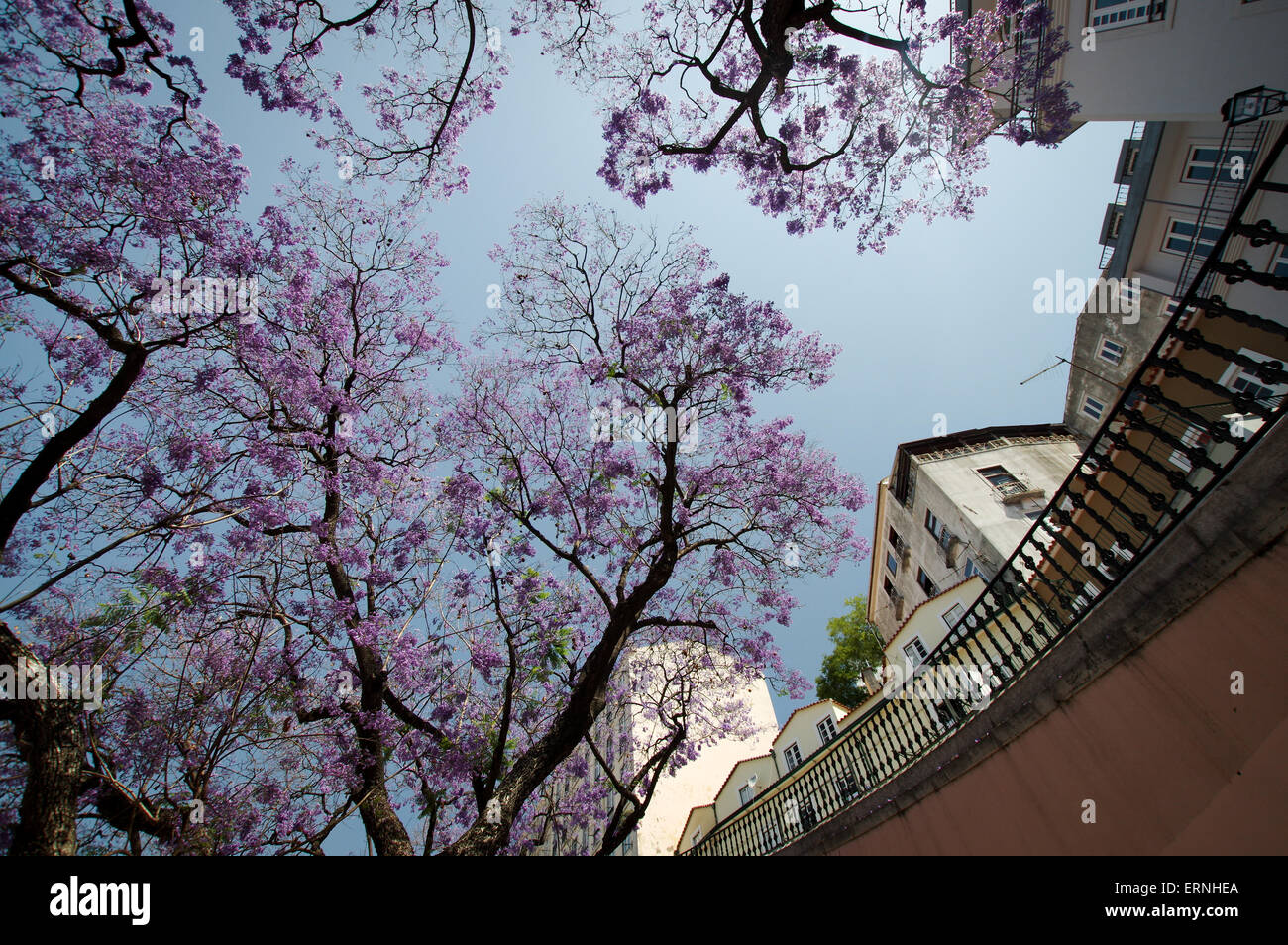 Jacaranda saison - Lisbonne, Portugal Banque D'Images
