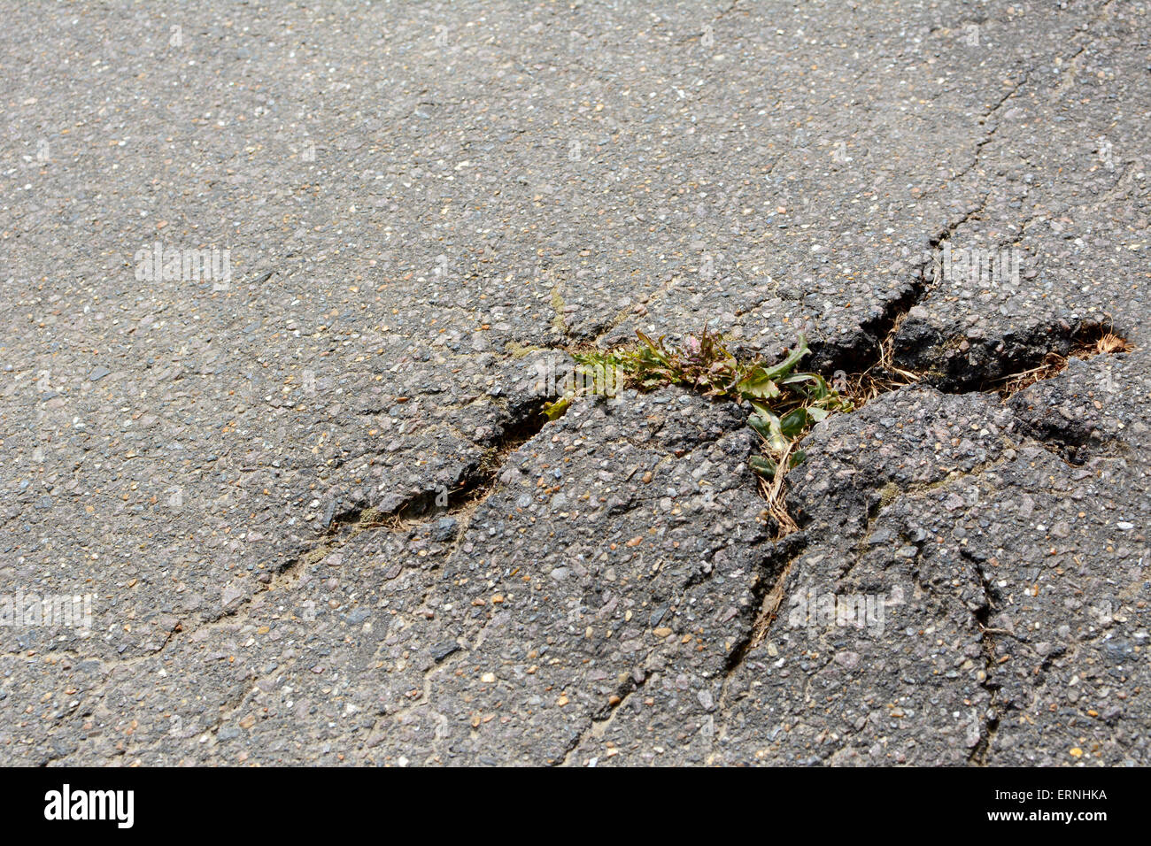 Plante chardon brisant les fissures dans un chemin d'asphalte Banque D'Images